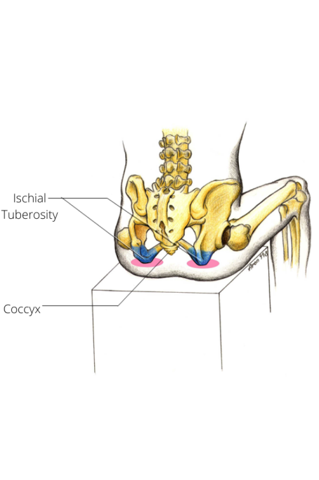 Ischial Tuberosity